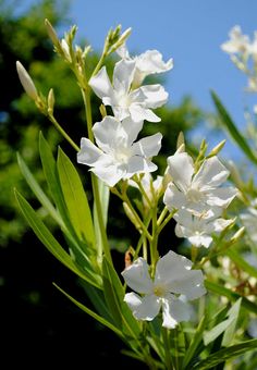 white flowers with green leaves against a blue sky