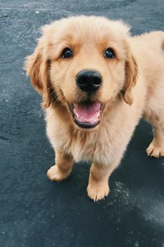 a close up of a dog with its mouth open