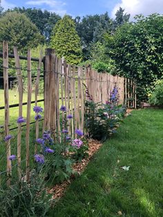 a wooden fence with purple flowers growing between it and green grass in the foreground