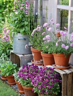 many potted plants are lined up outside