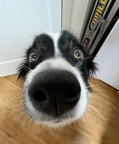 a close up of a dog's face near a door