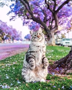 a cat standing on its hind legs in the grass near a tree with purple flowers