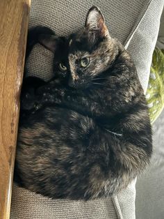 a black cat laying on top of a gray couch next to a wooden table and chair