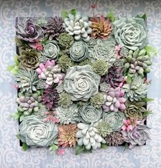 an arrangement of succulents and other flowers on a wall