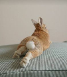 an orange cat laying on top of a couch