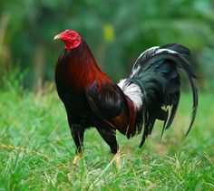 a rooster is standing in the grass