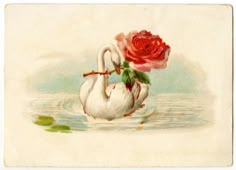 a painting of a swan with a rose in it's beak on the water