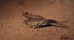 a small bird is sitting on the ground in the dirt with its head turned to the side