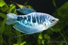 a blue and white fish in an aquarium with green plants around it's sides