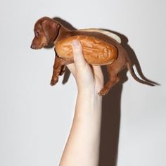 a hand holding a toy dachshund dog on it's hind legs