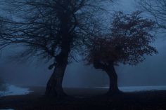 two trees in the fog on a cold day