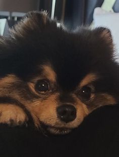 a small black and brown dog laying on top of a couch