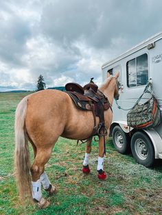 a brown horse standing next to a trailer