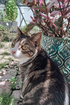 a cat sitting in front of a potted plant and looking at the camera lens