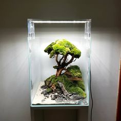 a bonsai tree in a glass tank with rocks and gravel