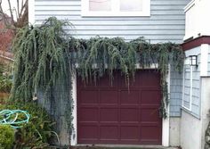 an image of a garage with vines growing on it