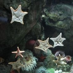 sea stars and other marine life in an aquarium