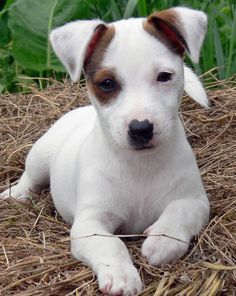 a small white and brown dog laying on top of dry grass