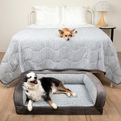 a dog laying on top of a bed next to a small chihuahua lying on it's back