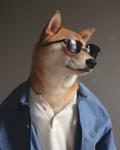 a dog wearing sunglasses and a denim jacket