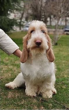 a small white and brown dog sitting on top of a grass covered field next to a person