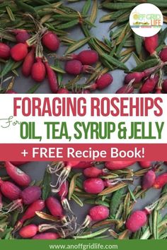 the cover of foraging rosehips oil, tea, syrup and jelly recipe book