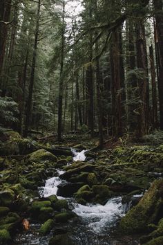 a stream running through a forest filled with lots of green mossy rocks and trees