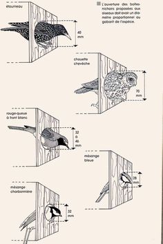 the diagram shows different types of birds in their nest box, including an owl and a bird