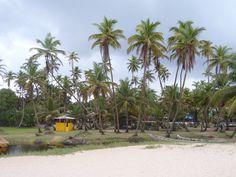 a beach with palm trees and boats in the water