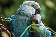 a blue and white parrot sitting on top of a tree branch