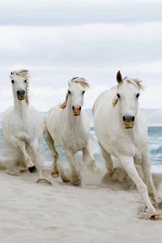 three white horses running on the beach