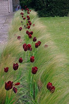 a row of red flowers sitting next to a lush green field