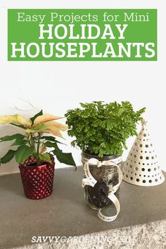 three potted plants with the words easy projects for mini holiday houseplants