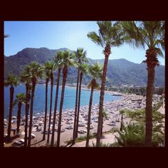 palm trees line the beach with mountains in the background