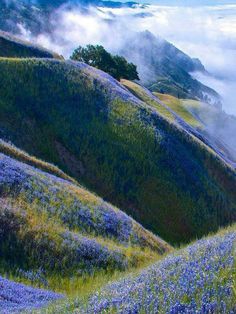 the hills are covered in blue flowers and clouds above them is a foggy valley