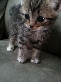 a small kitten standing on top of a couch