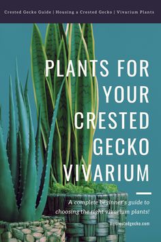 the cover of plants for your crested geckoo viarium, which includes succulents and cacti