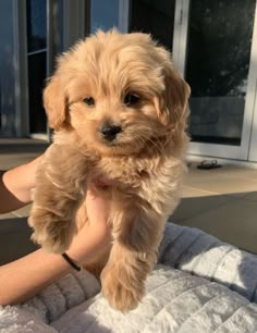 a small brown dog standing on top of a white bed next to a person's hand