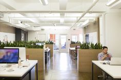 an office with plants on the walls and desks in front of them, while a man sits at his computer