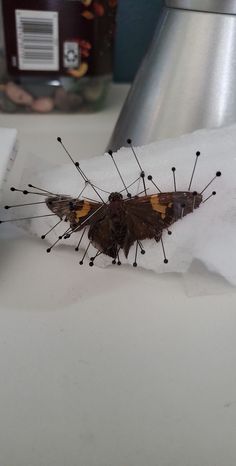 a close up of a moth on a table