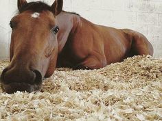 a brown horse laying on top of dry grass