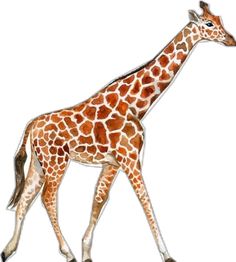 a drawing of a giraffe walking across a white background