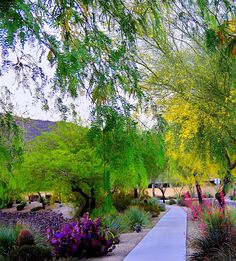 the walkway is lined with colorful flowers and trees