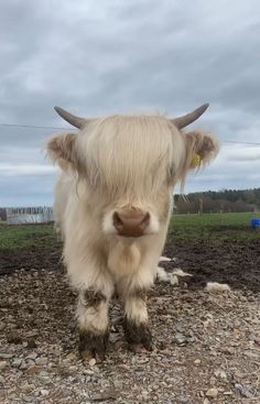 an animal with long hair standing on top of a dirt field