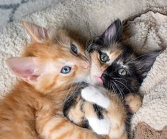 two kittens playing with each other on a blanket