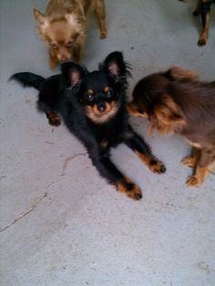 three small dogs are standing next to each other on the floor in front of one another