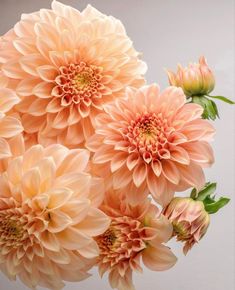 a bunch of pink flowers with green leaves on top of each flower head, in front of a white wall