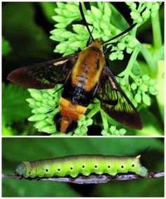 two pictures of different types of bugs and caterpillars, one is brown and the other is green