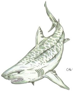 a drawing of a shark with its mouth open