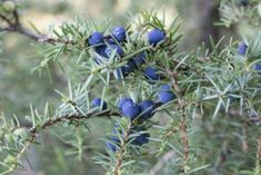 some blue berries are growing on a tree